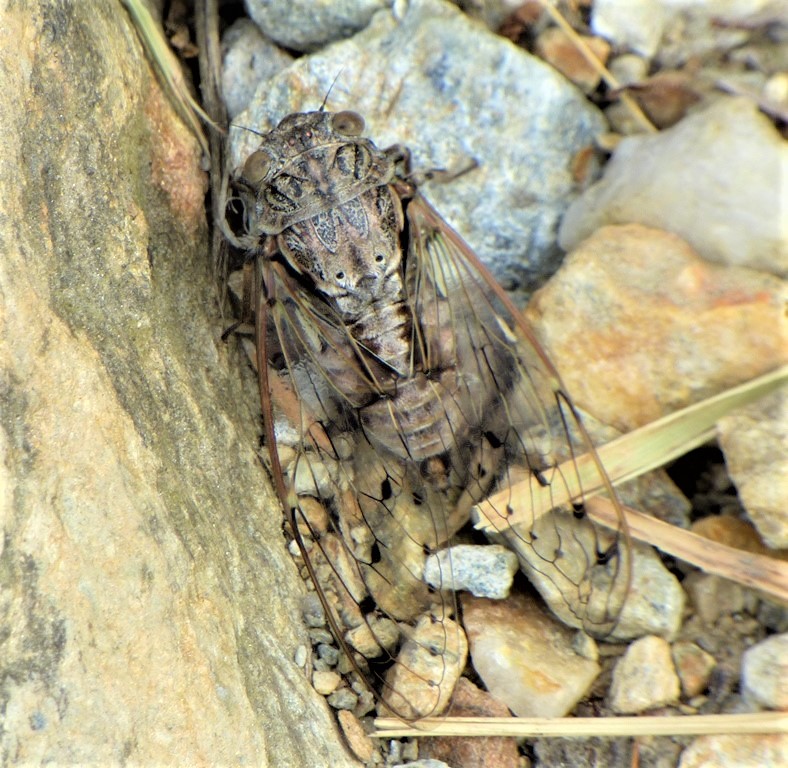 Cicada orni